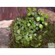 Porccserje - Muehlenbeckia sealand Minor Porccserje - Muehlenbeckia sealand Minor