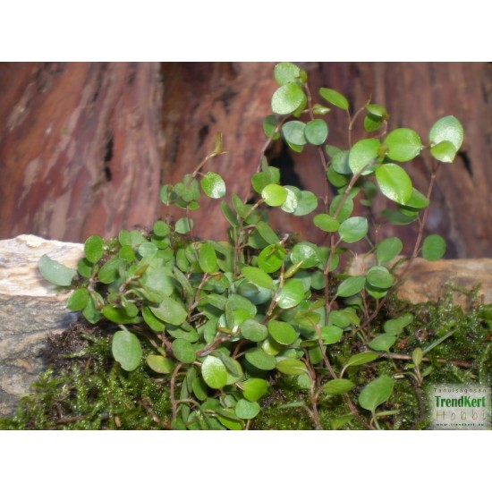 Porccserje - Muehlenbeckia sealand Minor Porccserje - Muehlenbeckia sealand Minor