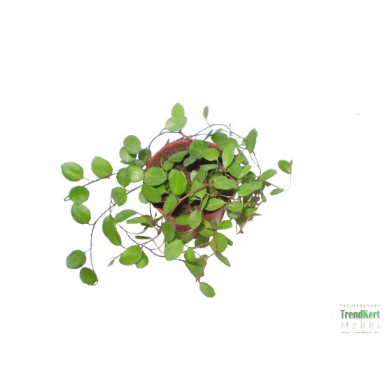 Porccserje - Muehlenbeckia sealand Minor Porccserje - Muehlenbeckia sealand Minor