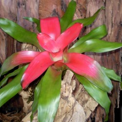 Regel bromélia - Neoregelia grace