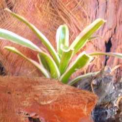 Regel bromélia - Neoregelia sp. Variegata 