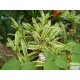 Regel bromélia - Neoregelia sp. Variegata 