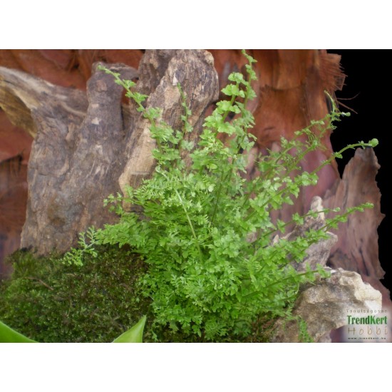 Szobapáfrány Törpe - Nephrolepis Corditas