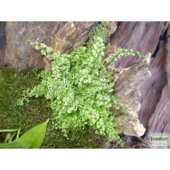 Szobapáfrány Törpe - Nephrolepis Corditas