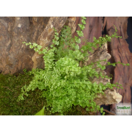 Szobapáfrány Törpe - Nephrolepis Corditas