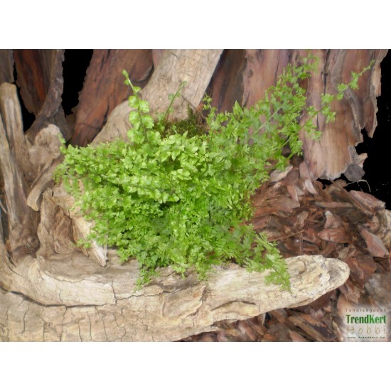 Szobapáfrány Törpe - Nephrolepis Corditas