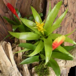 Fészektőrózsa, bromélia - Nidularium citrinum Fészektőrózsa, bromélia - Nidularium citrinum