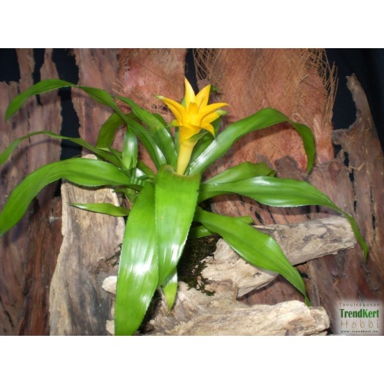 Fészektőrózsa, bromélia - Nidularium citrinum