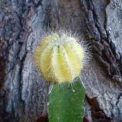 Oltott kaktusz sp. 01 Oltott kaktusz sp. 01