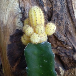 Oltott kaktusz sp. 02 Oltott kaktusz sp. 02