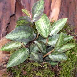 Pelliónia - Pellionia daveauana