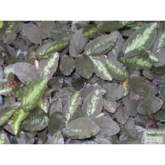 Pelliónia - Pellionia daveauana