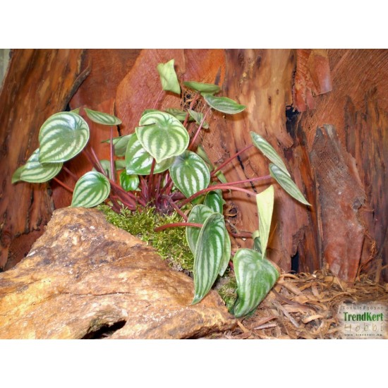 Törpebors - Peperomia argyeria Big