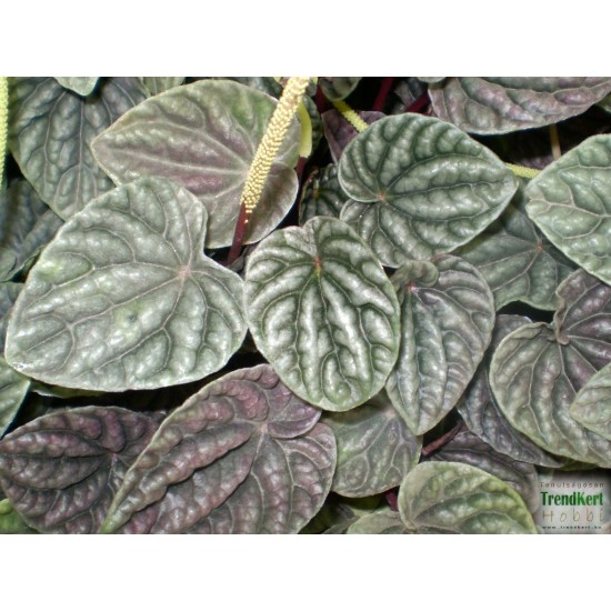 Törpebors - Peperomia caperata Aluminium