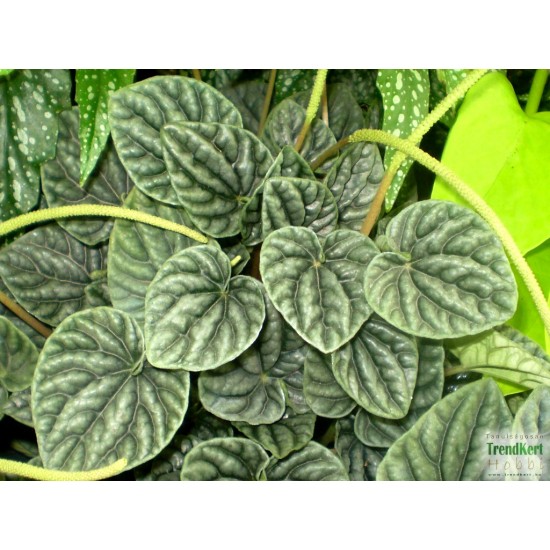 Törpebors - Peperomia caperata Aluminium