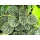Törpebors - Peperomia caperata Aluminium