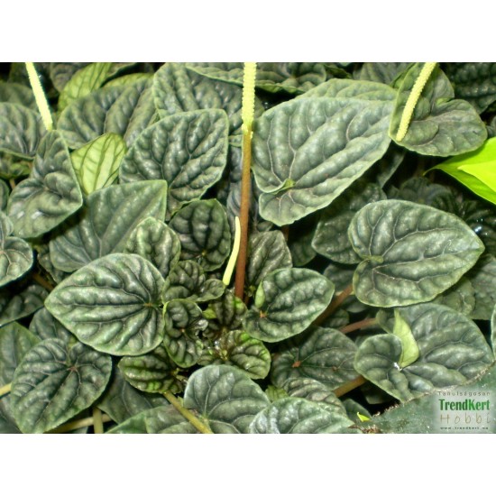 Törpebors - Peperomia caperata Aluminium