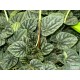 Törpebors - Peperomia caperata Aluminium