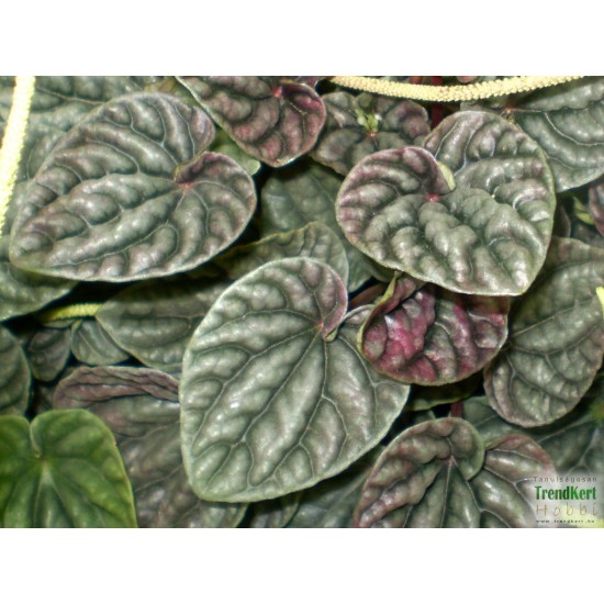Törpebors - Peperomia caperata Aluminium