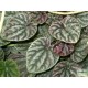 Törpebors - Peperomia caperata Aluminium