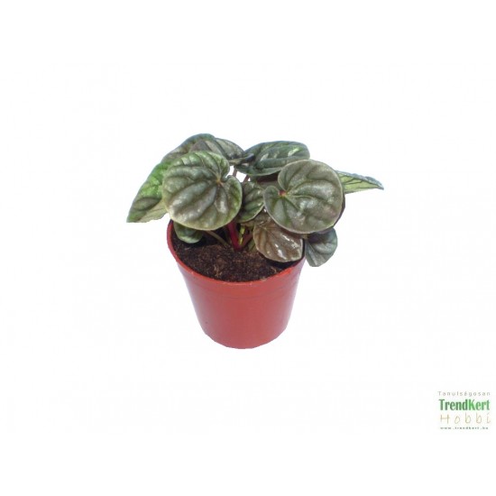 Törpebors - Peperomia caperata Aluminium