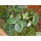 Törpebors - Peperomia caperata Lilian Törpebors - Peperomia caperata Lilian