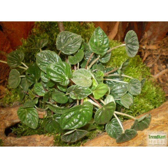 Törpebors - Peperomia caperata Lilian Törpebors - Peperomia caperata Lilian