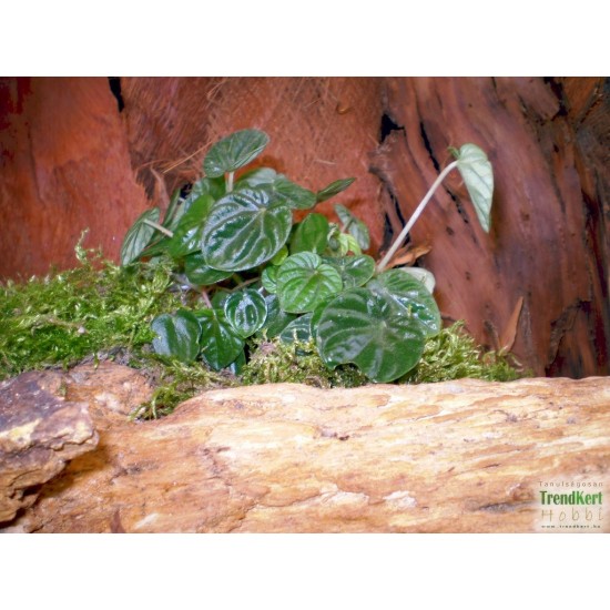 Törpebors - Peperomia caperata Lilian Törpebors - Peperomia caperata Lilian