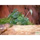 Törpebors - Peperomia caperata Lilian Törpebors - Peperomia caperata Lilian