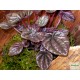 Törpebors - Peperomia caperata Purple 
