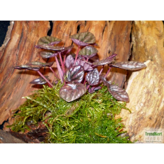 Törpebors - Peperomia caperata Purple 