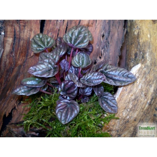 Törpebors - Peperomia caperata Purple 