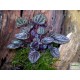 Törpebors - Peperomia caperata Purple 