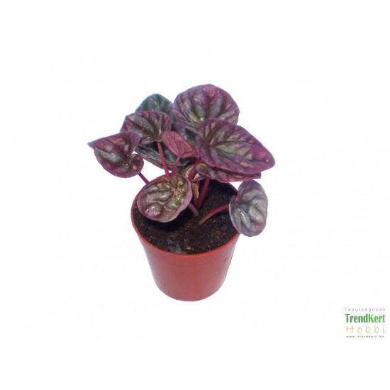 Törpebors - Peperomia caperata Purple 