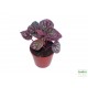 Törpebors - Peperomia caperata Purple 