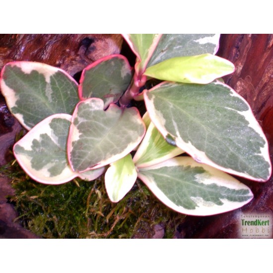 Törpebors - Peperomia clusiifolia Jellie Törpebors - Peperomia clusiifolia Jellie