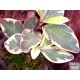 Törpebors - Peperomia clusiifolia Jellie Törpebors - Peperomia clusiifolia Jellie