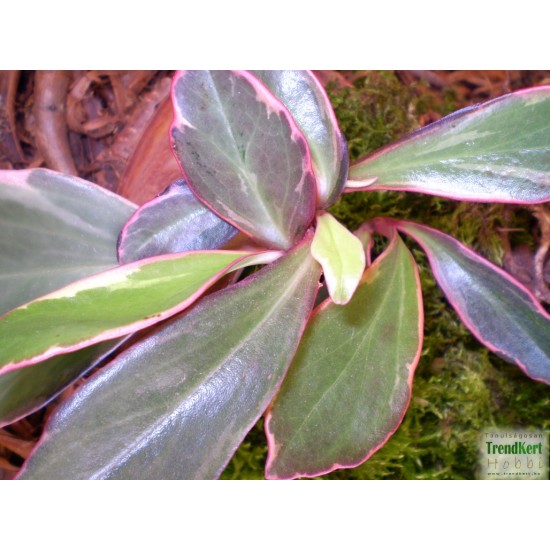 Törpebors - Peperomia clusiifolia Jellie Törpebors - Peperomia clusiifolia Jellie