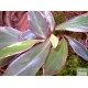 Törpebors - Peperomia clusiifolia Jellie Törpebors - Peperomia clusiifolia Jellie