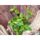 Törpebors - Peperomia greenny Törpebors - Peperomia greenny