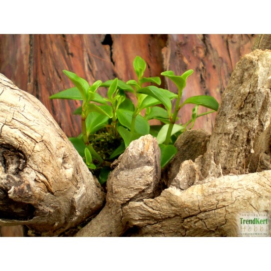 Törpebors - Peperomia greenny Törpebors - Peperomia greenny
