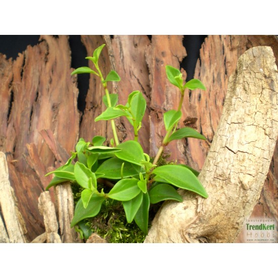 Törpebors - Peperomia greenny Törpebors - Peperomia greenny