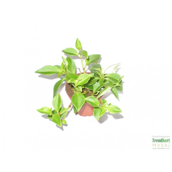 Törpebors - Peperomia greenny Törpebors - Peperomia greenny