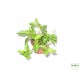 Törpebors - Peperomia greenny Törpebors - Peperomia greenny