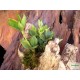 Törpebors - Peperomia magnoliifolia 