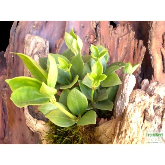 Törpebors - Peperomia magnoliifolia 