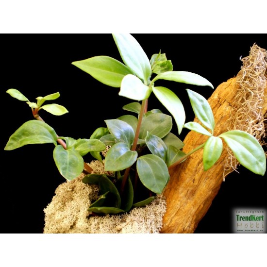 Törpebors - Peperomia magnoliifolia 