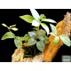 Törpebors - Peperomia magnoliifolia 