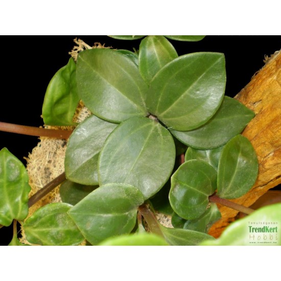 Törpebors - Peperomia magnoliifolia 