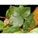 Törpebors - Peperomia magnoliifolia 